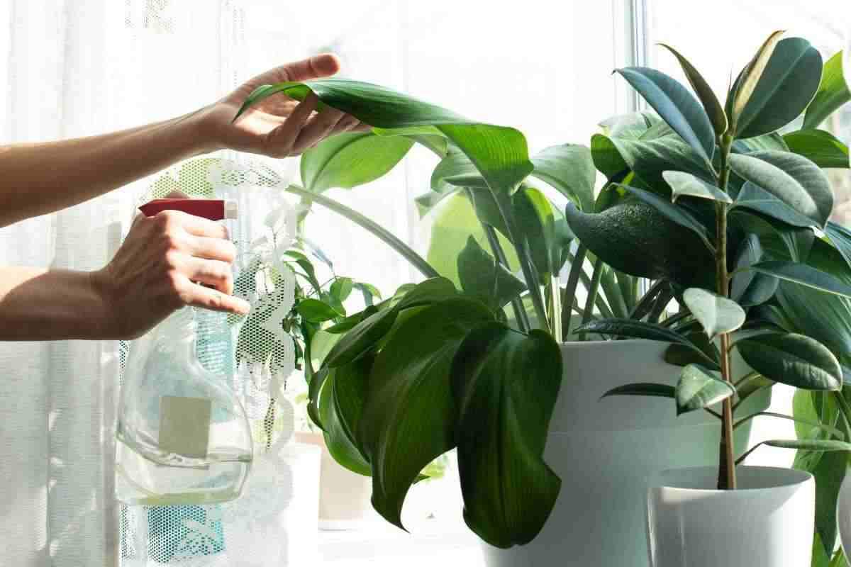 Ecco le piante che ti aiutano a mantenere un'aria sana in casa