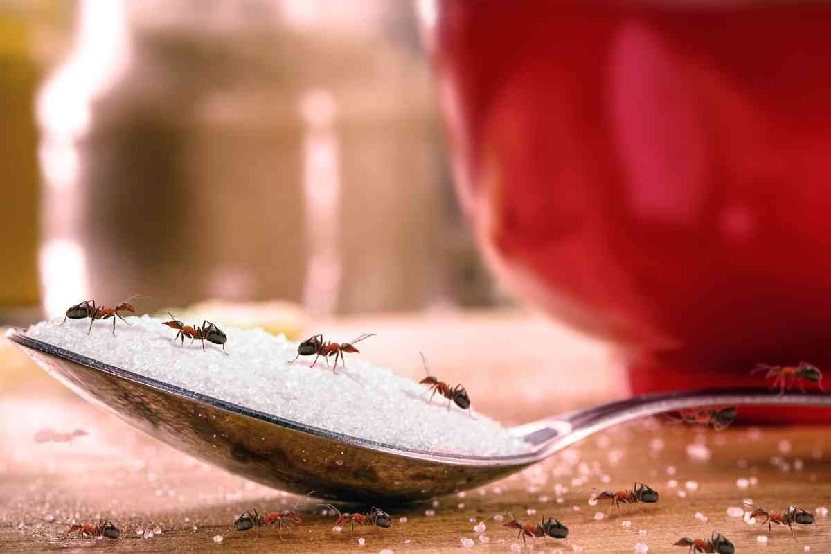 Rimedi naturali contro le formiche 