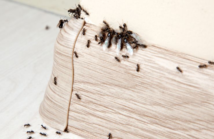 Formiche in casa soluzione