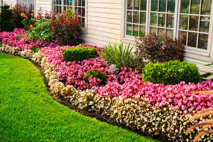 Per il tuo giardino ecco 10 piante decorative 