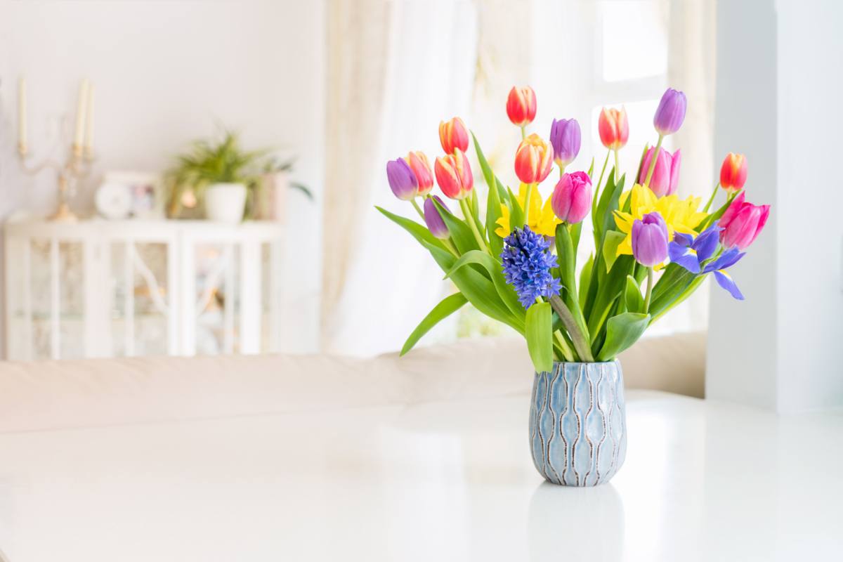 Tulipani in casa, come coltivarli 