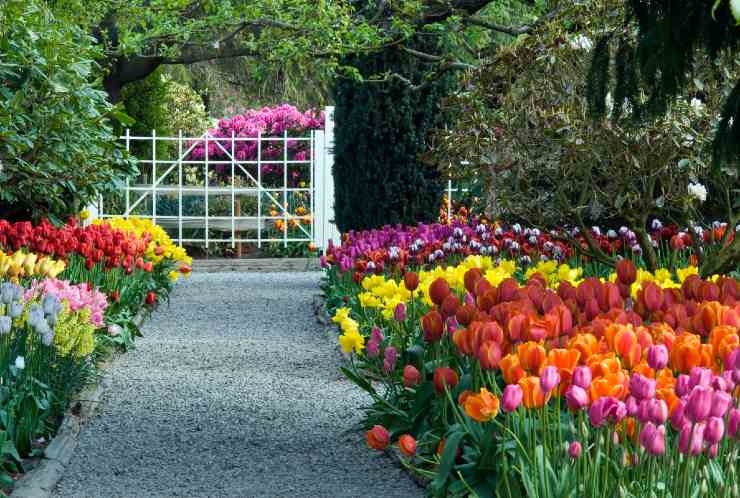 Casa, giardino o balcone: come coltivare i tulipani 