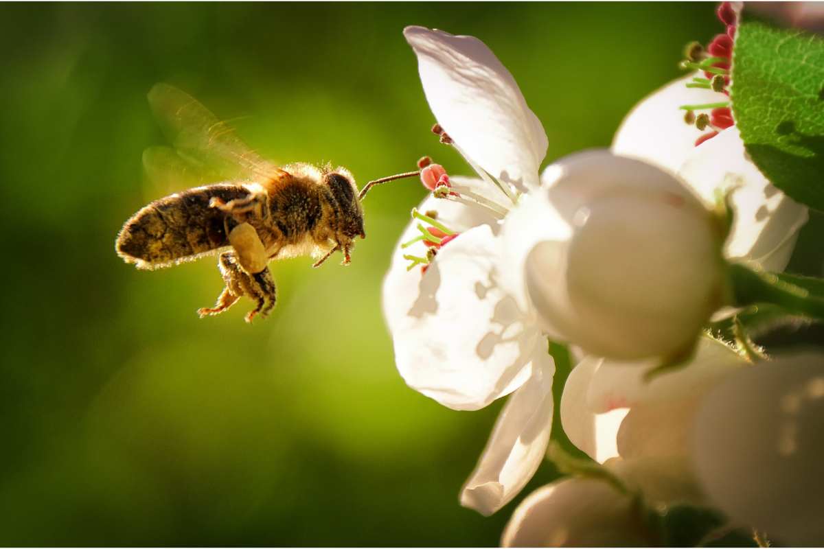 Come allontanare con rimedi naturali, api, vespe e calabroni