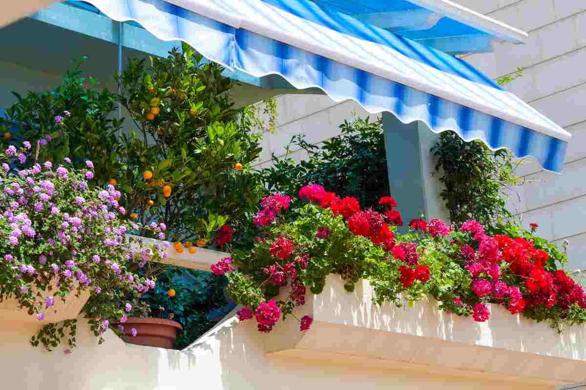 Balcone o terrazzo pieni di sole quali piante piantare