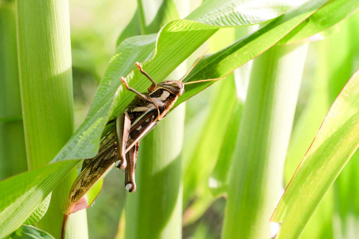 Rimedi naturali per le cavallette in giardino