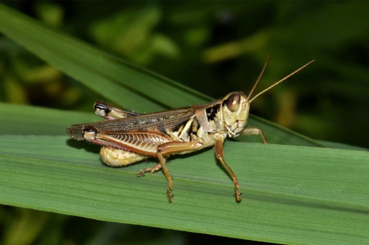 Cavallette nel giardino, quali rimedi naturali usare