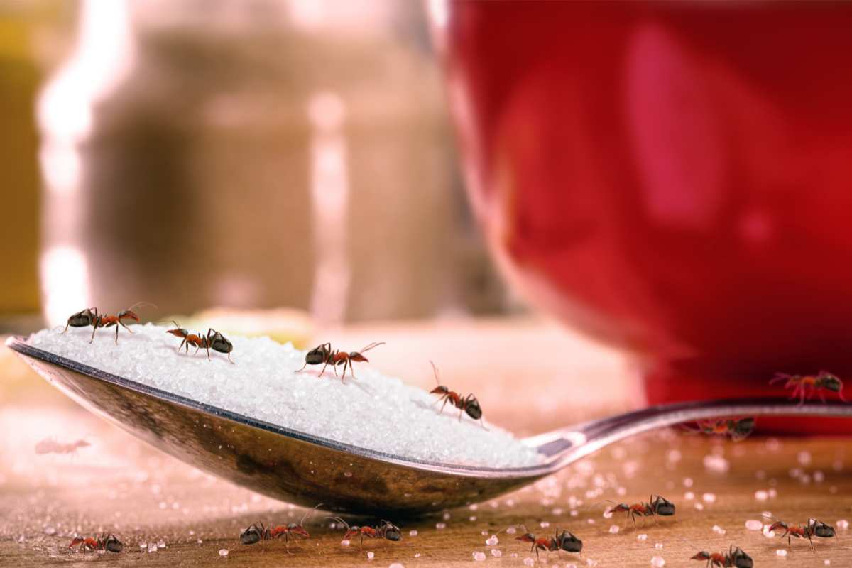 Invasione di formiche in casa: i rimedi naturali e antichi 