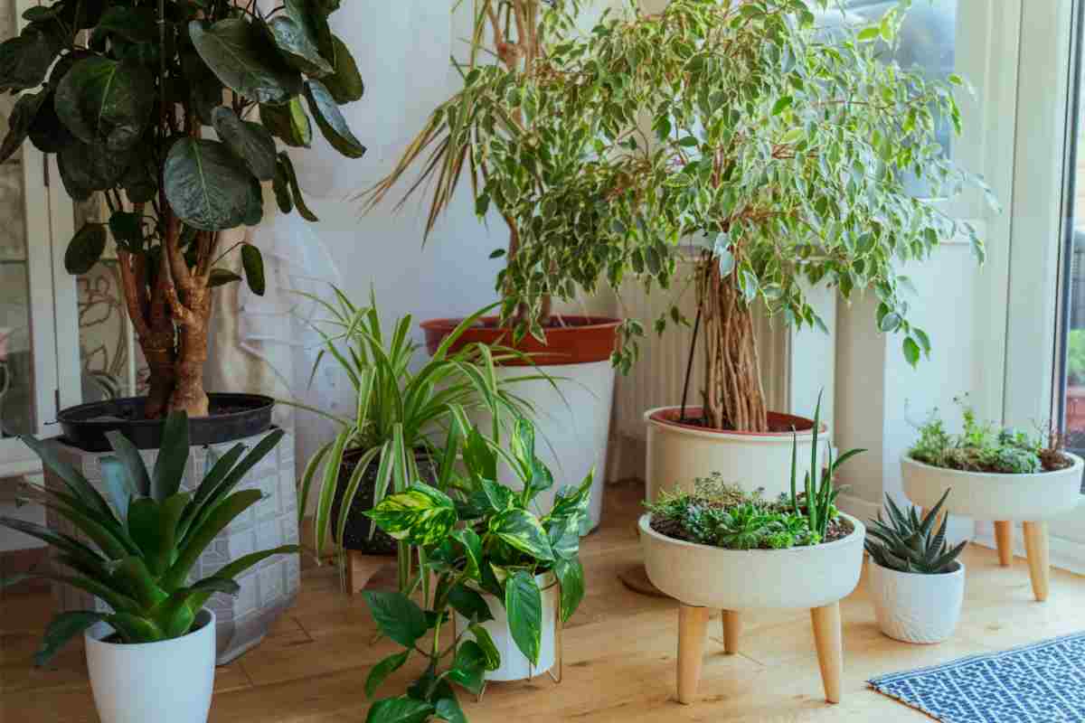 Giardino interno in casa come realizzarlo