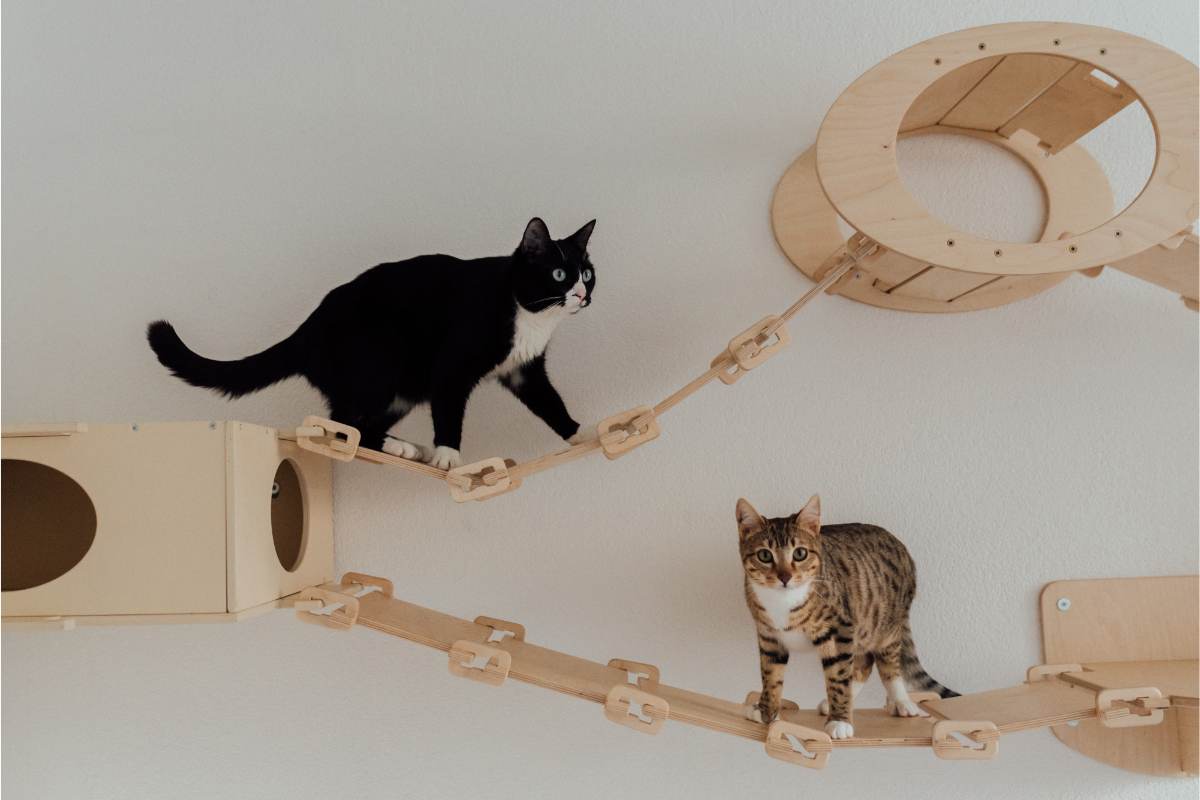 Percorso a parete in casa per i tuoi gatti: come realizzarlo 