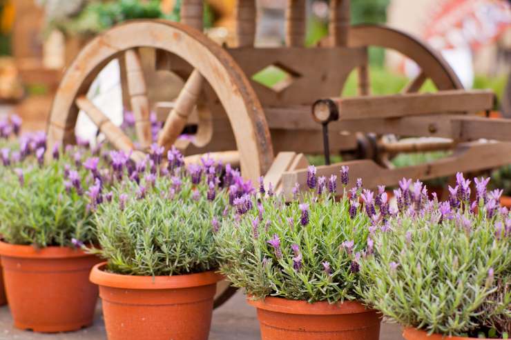 Pianta di lavanda in casa, come coltivarla e quali sono i benefici