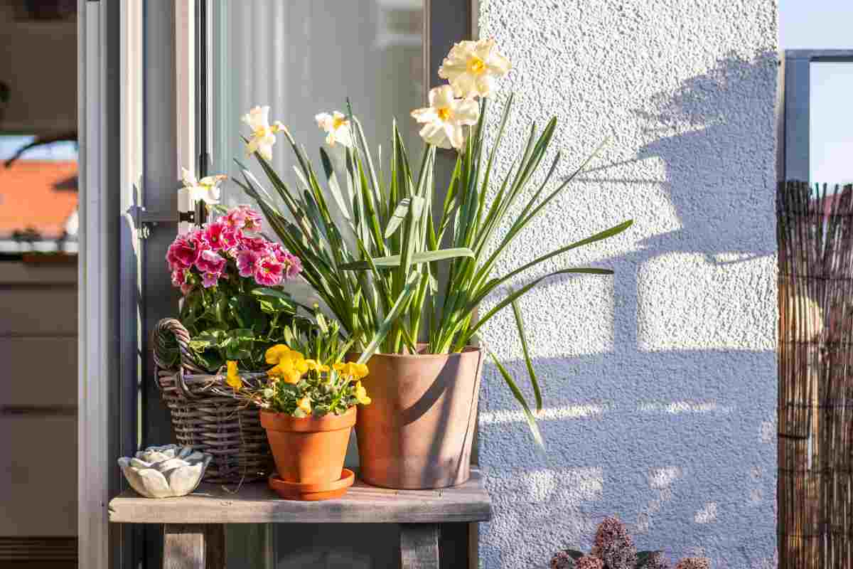 Piante resistenti alla siccità, quali coltivare sul balcone