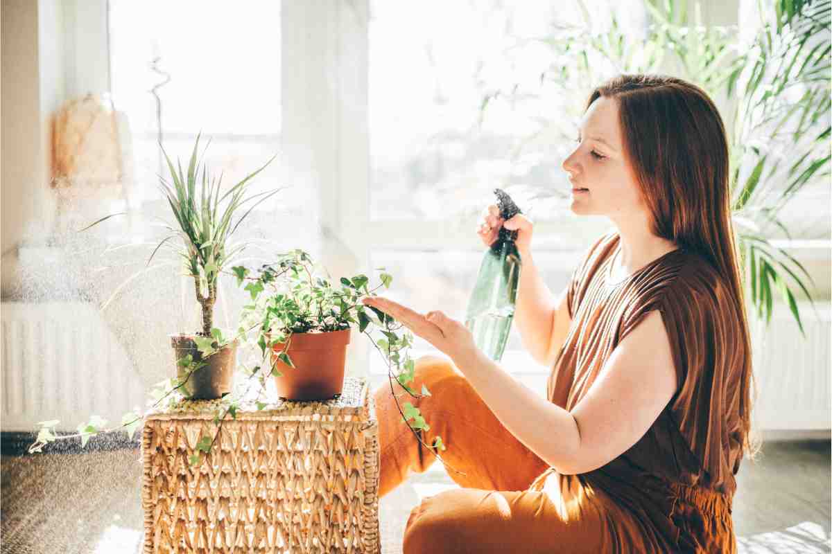 Come proteggere le piante di casa in estate 