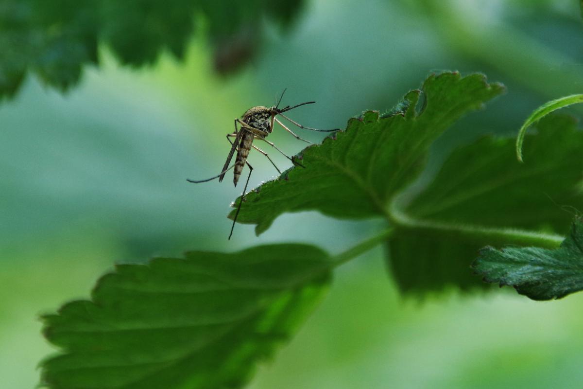 Zanzare giardino come eliminarle 