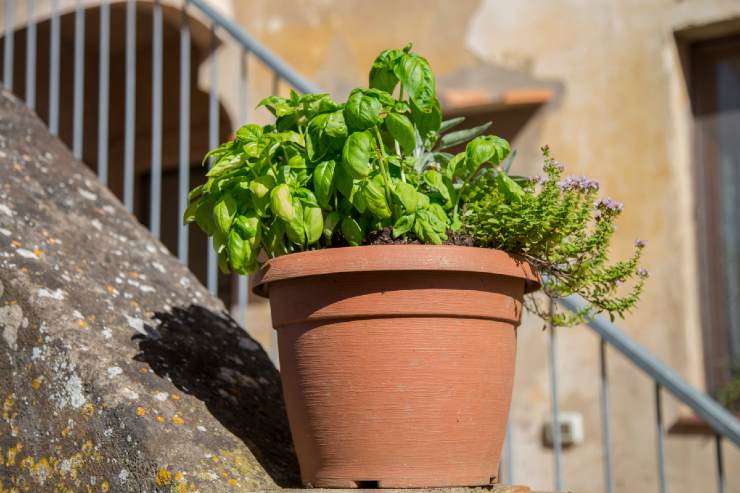 Come non fare appassire il basilico al sole in estate