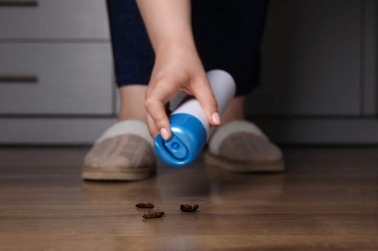 Perché è pericoloso schiacciare le blatte in casa