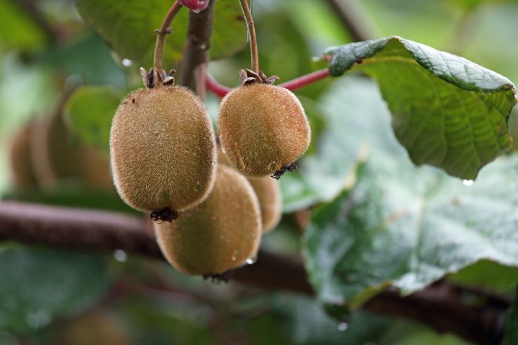 Come coltivare, passo dopo passo, una pianta di kiwi in giardino