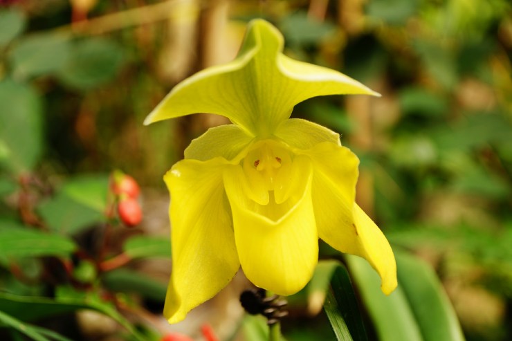 Orchidea rara e bella in Italia, ecco come si coltiva in casa la Scarpetta di Venere