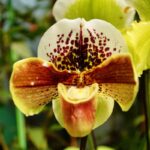 Come coltivare in casa la Scarpetta di Venere, orchidea rarissima 