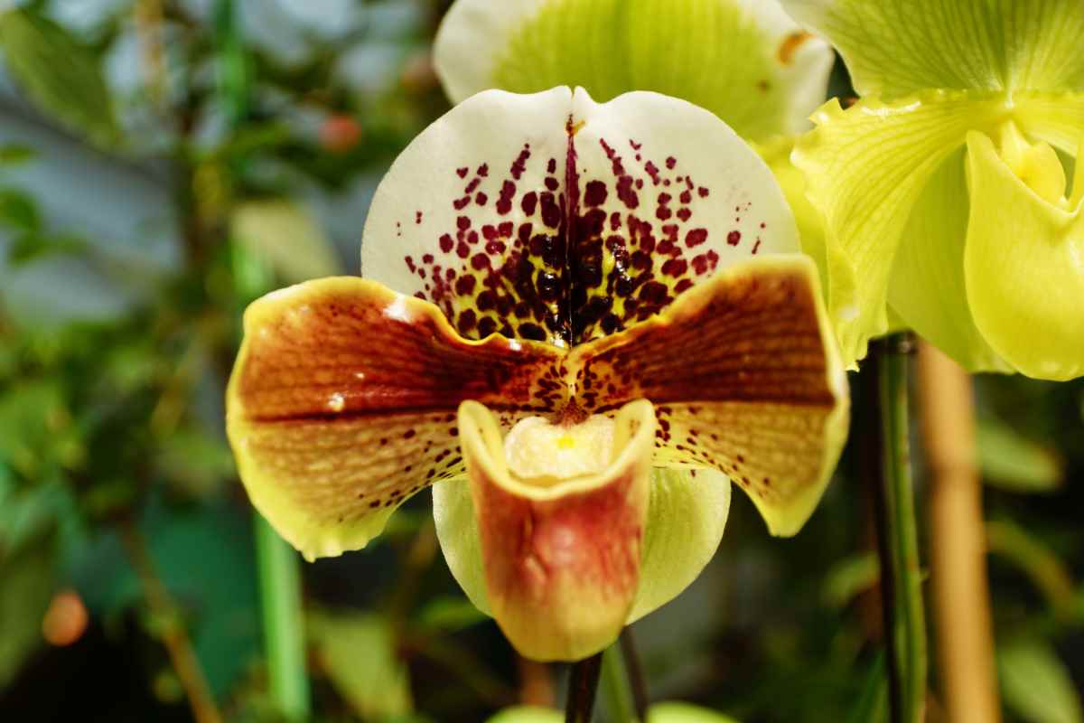 Come coltivare in casa la Scarpetta di Venere, orchidea rarissima 