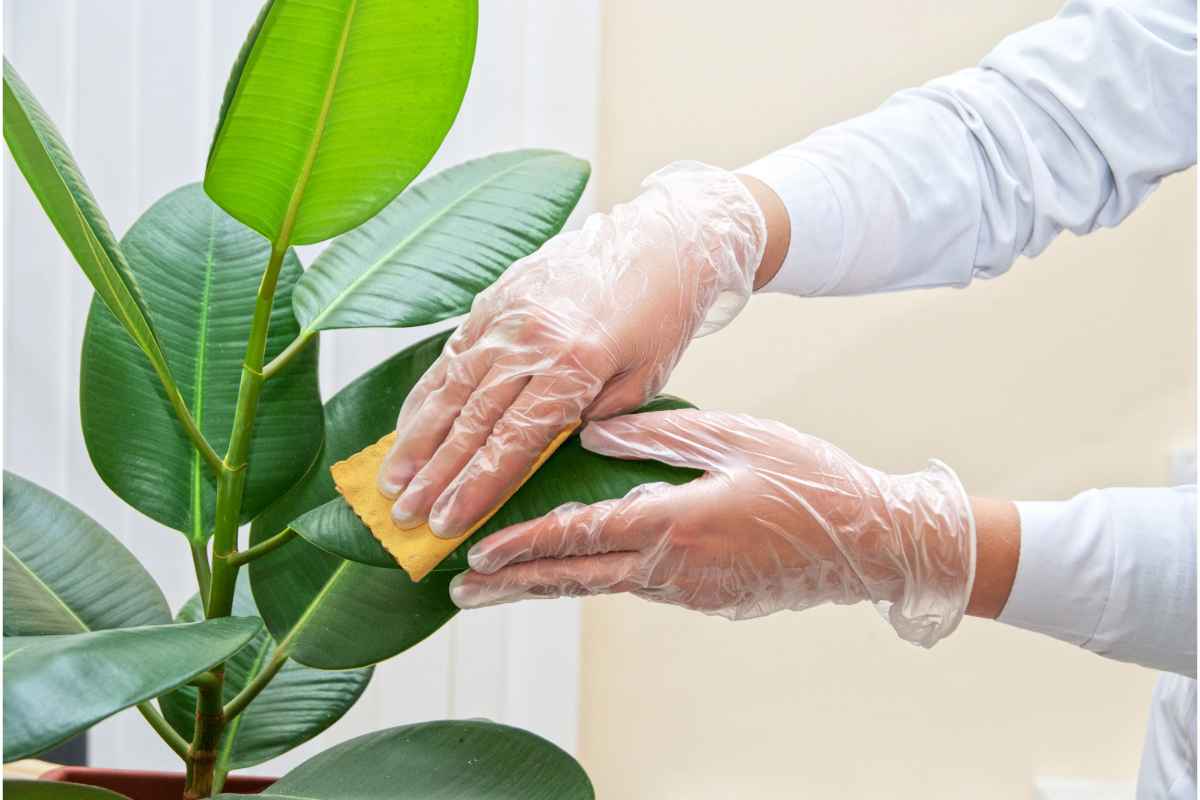 Come pulire le foglie delle piante di casa: così le liberi dalla polvere